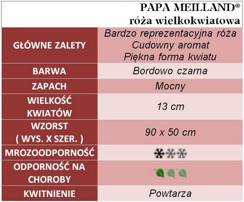 Papa meilland róża wielkokwiatowa